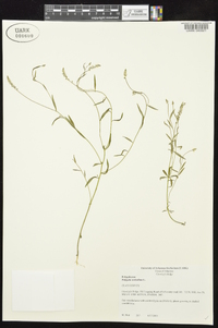 Polygala verticillata image