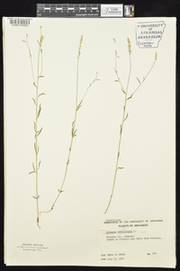 Polygala verticillata image