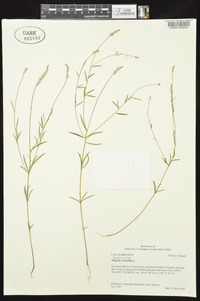 Polygala verticillata image