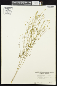 Polygala verticillata image