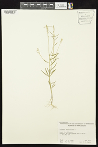 Polygala verticillata image