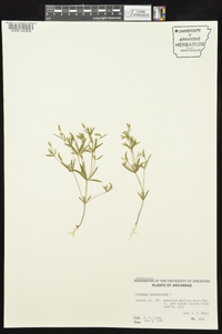 Polygala verticillata image