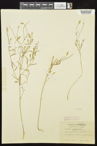 Polygala verticillata image