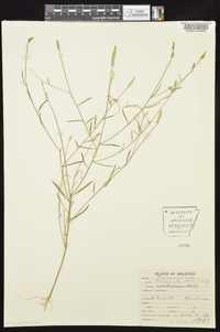 Polygala verticillata image