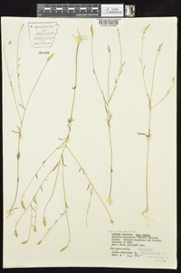 Polygala verticillata image