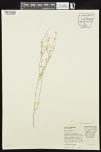 Polygala verticillata image