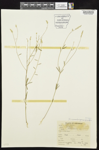 Polygala verticillata image