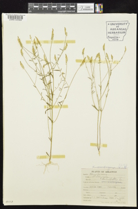 Polygala verticillata image