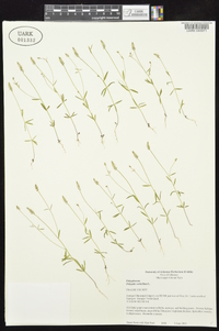 Polygala verticillata image