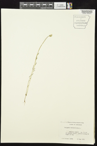 Polygala verticillata image