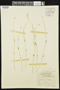 Polygala verticillata image