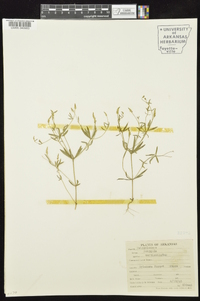 Polygala verticillata image