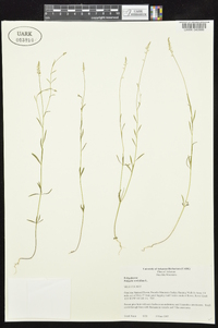 Polygala verticillata image