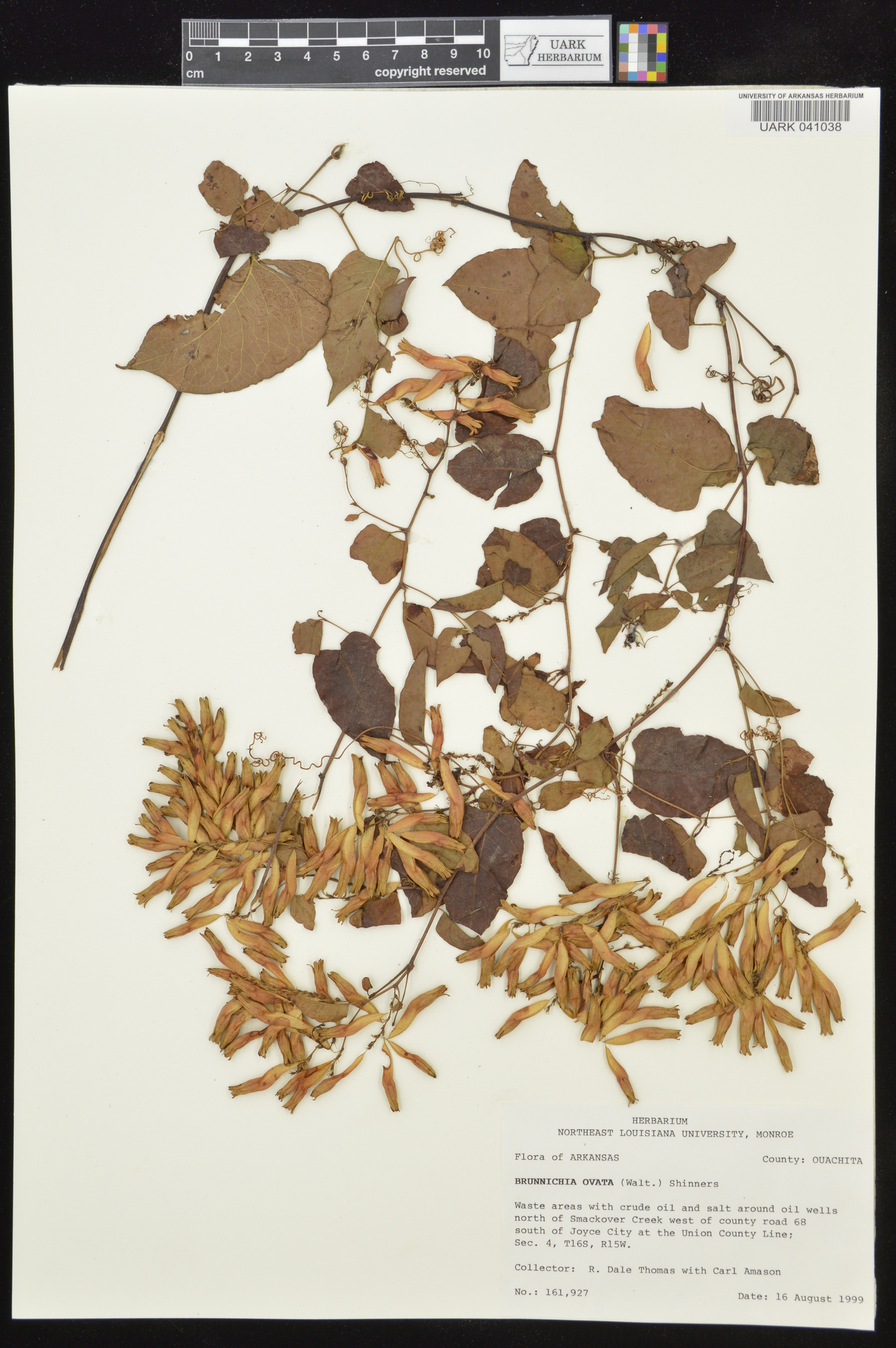 Brunnichia ovata image