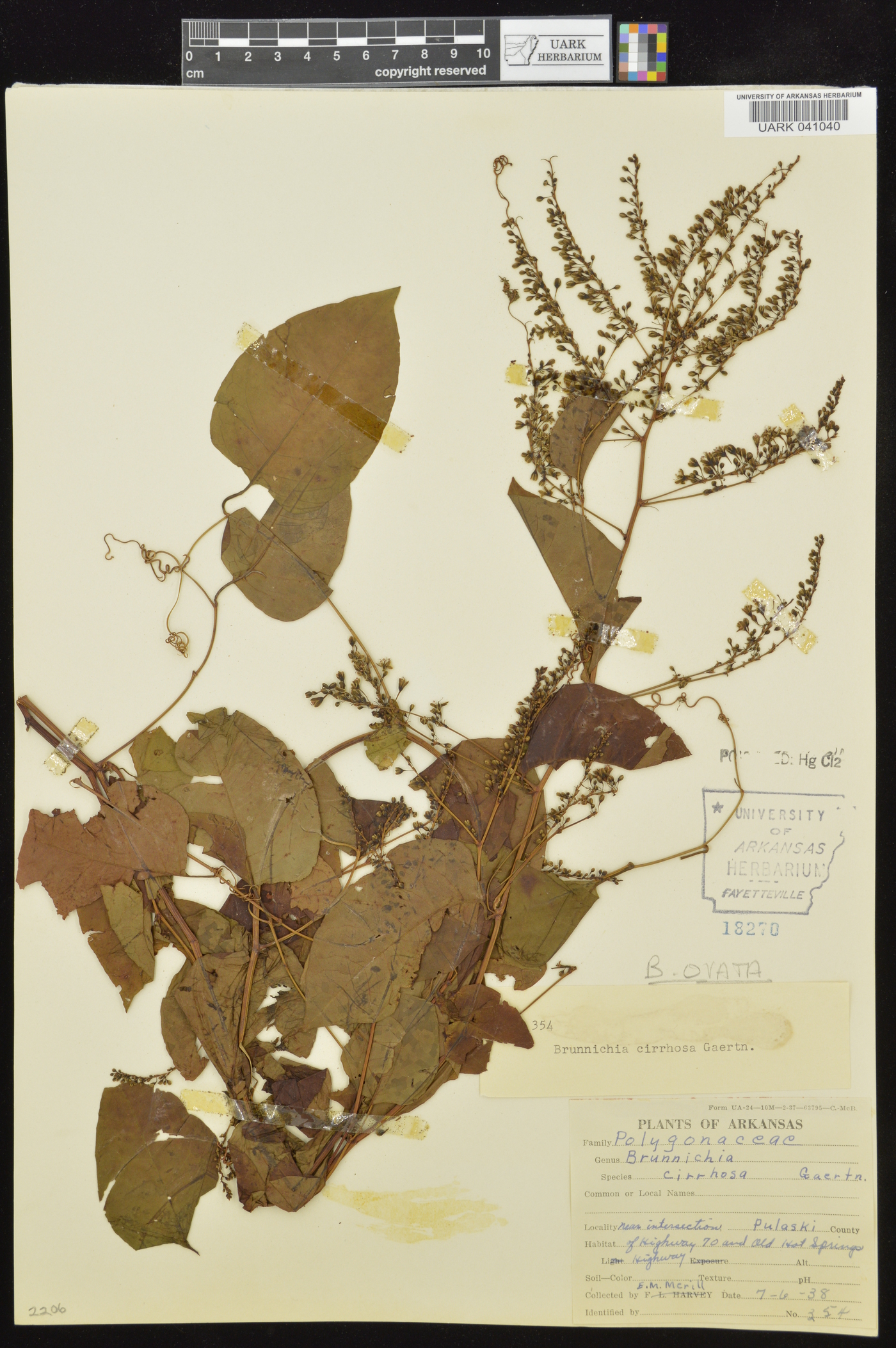 Brunnichia ovata image