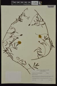 Neptunia lutea image