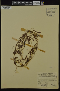 Neptunia lutea image