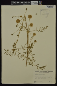 Mimosa nuttallii image