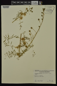 Mimosa nuttallii image