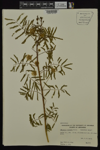 Mimosa nuttallii image