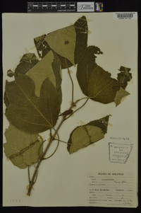 Broussonetia papyrifera image