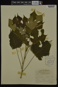 Broussonetia papyrifera image