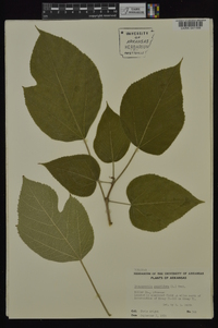 Broussonetia papyrifera image