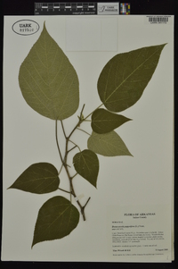 Broussonetia papyrifera image