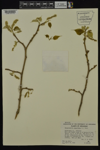 Broussonetia papyrifera image