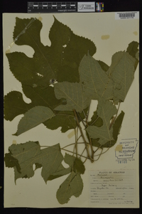 Broussonetia papyrifera image