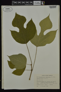 Broussonetia papyrifera image