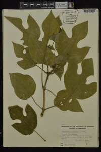 Broussonetia papyrifera image