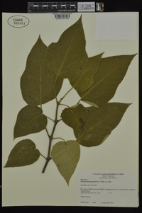 Broussonetia papyrifera image