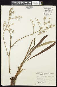 Eriogonum longifolium image