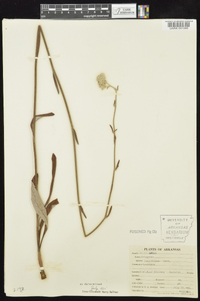 Eriogonum longifolium var. longifolium image