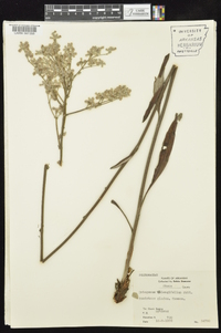Eriogonum longifolium image