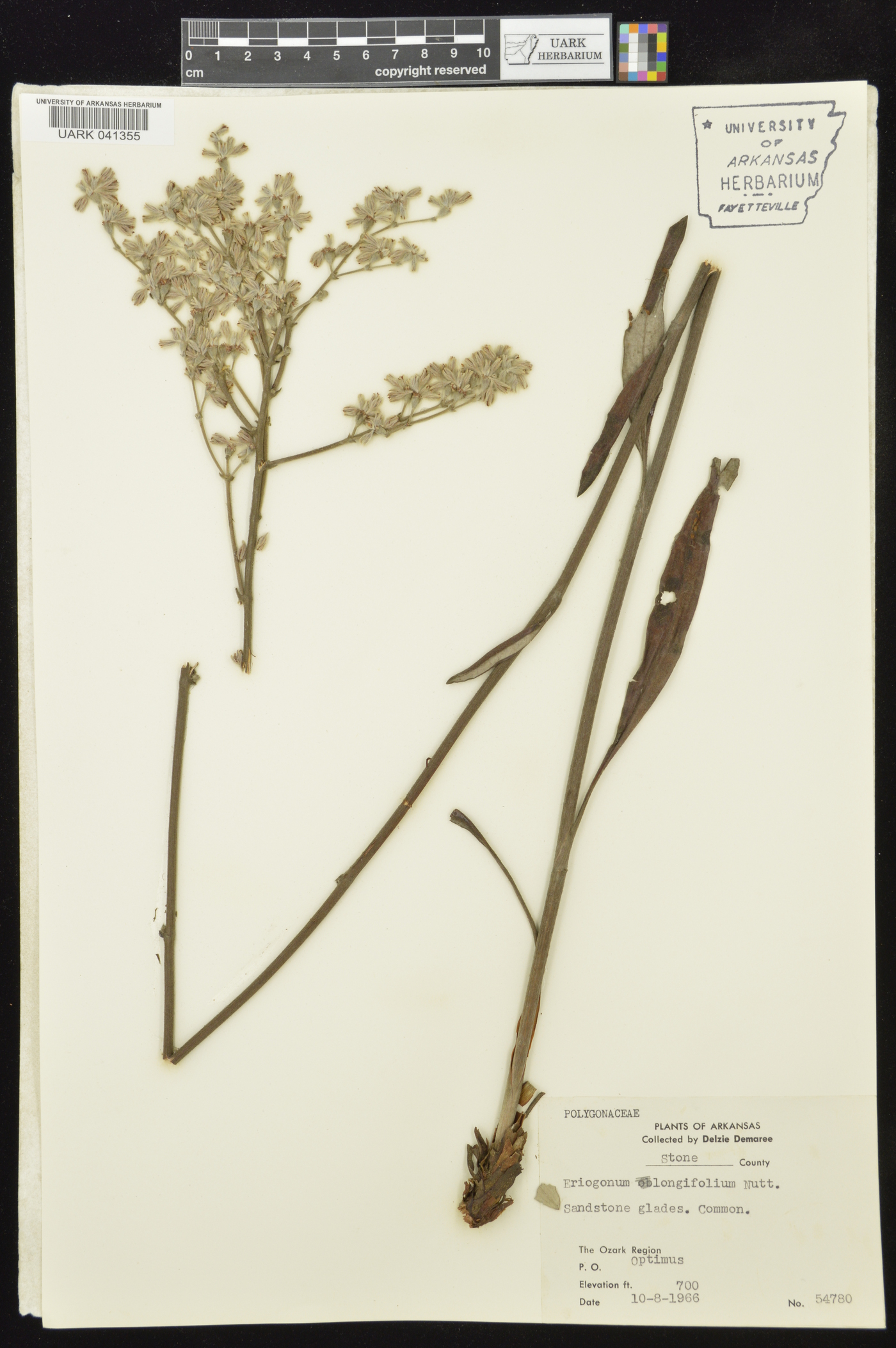 Eriogonum longifolium var. longifolium image