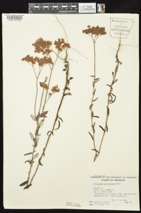 Eriogonum multiflorum image