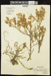 Polygonella americana image