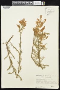 Polygonella americana image