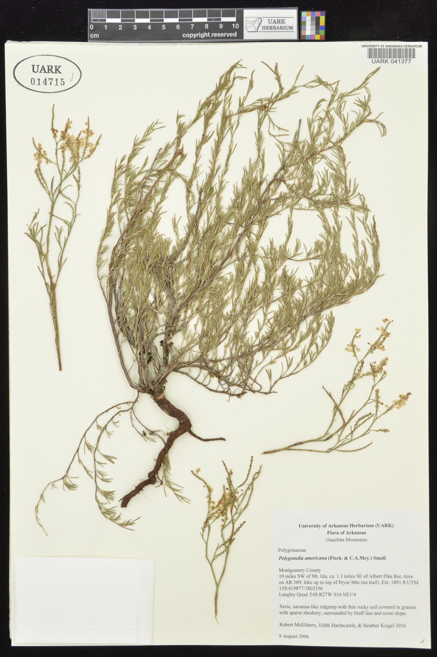 Polygonella americana image