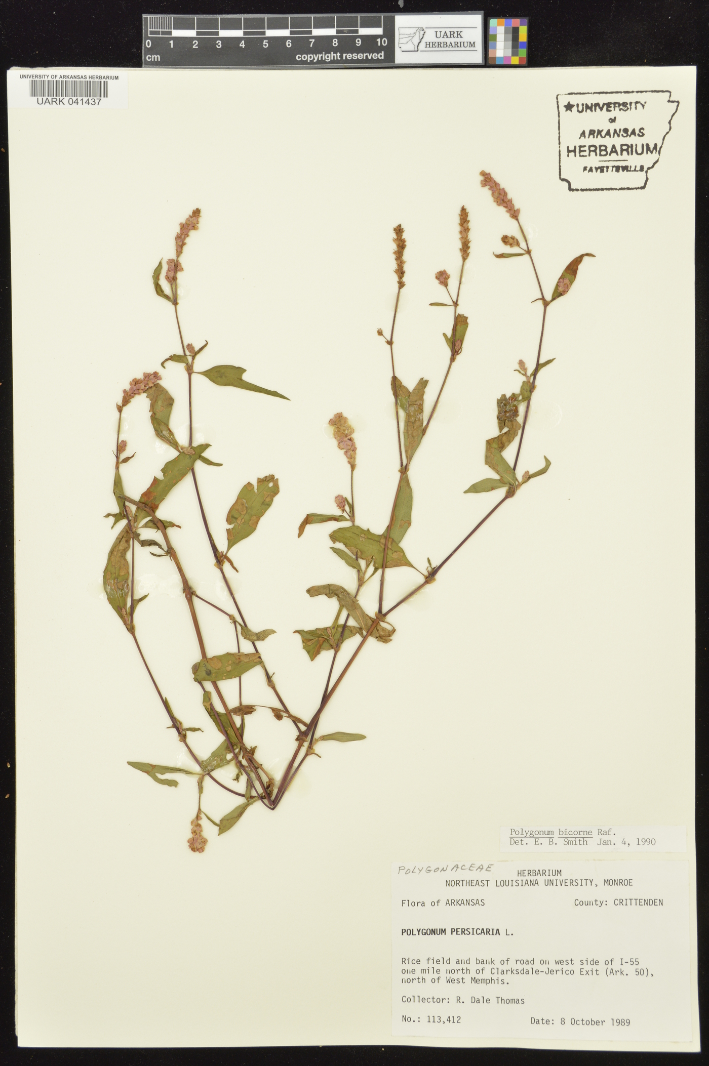 Persicaria bicornis image