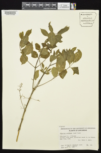 Fraxinus profunda image