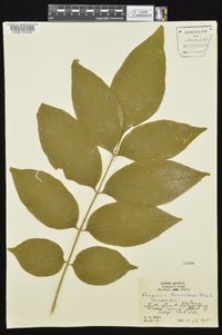 Fraxinus profunda image