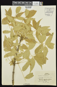 Fraxinus quadrangulata image