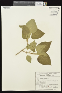 Syringa vulgaris image