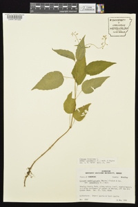 Circaea canadensis image