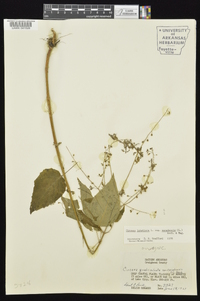 Circaea canadensis image