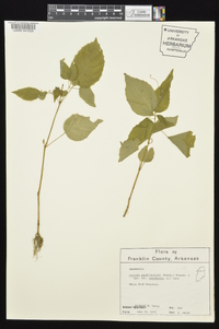 Circaea canadensis image