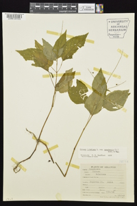 Circaea canadensis image